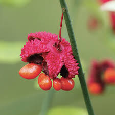 Attēlu rezultāti vaicājumam “Euonymus flower”