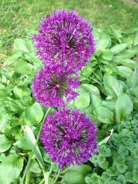 Attēlu rezultāti vaicājumam “Allium holandicum flower”