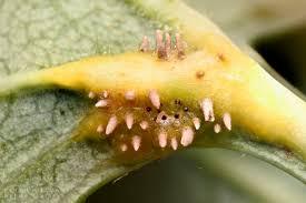 Attēlu rezultāti vaicājumam “Gymnosporangium sp.”