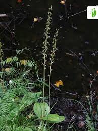 Attēlu rezultāti vaicājumam “Listera ovata fruit”