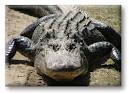 Crocodiles