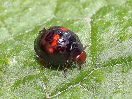 Attēlu rezultāti vaicājumam “Licea chelonoides”