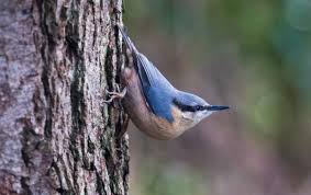 Attēlu rezultāti vaicājumam “Sitta europaea nest”