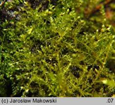 Attēlu rezultāti vaicājumam “Eurhynchium hians”