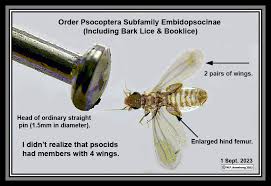 Attēlu rezultāti vaicājumam “Psocoptera”