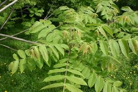 Attēlu rezultāti vaicājumam “Juglans ailanthifolia”