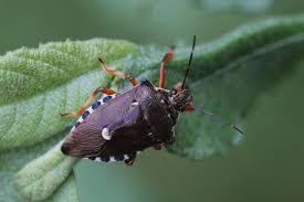Attēlu rezultāti vaicājumam “Pinthaeus sanguinipes”