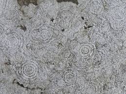 Attēlu rezultāti vaicājumam “Pertusaria amara”