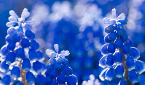 Attēlu rezultāti vaicājumam “Muscari armeniacum flower”