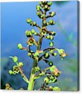 Attēlu rezultāti vaicājumam “Scrophularia umbrosa flower”