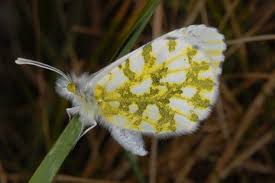 Attēlu rezultāti vaicājumam “Anthocharis cardamines”