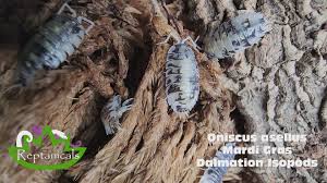 Attēlu rezultāti vaicājumam “Oniscus asellus”