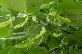Attēlu rezultāti vaicājumam “Tilia x moltkei leaf”