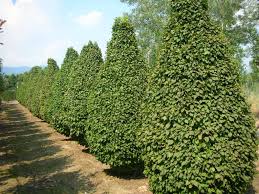 Attēlu rezultāti vaicājumam “Priobium carpini”