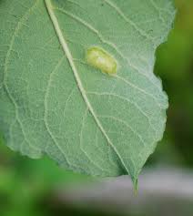 Attēlu rezultāti vaicājumam “Salix caprea leaf”