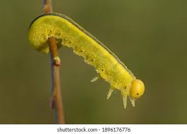 Attēlu rezultāti vaicājumam “Cimbex luteus”