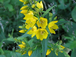 Attēlu rezultāti vaicājumam “Lysimachia vulgaris”