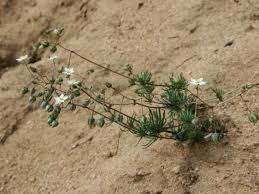 Attēlu rezultāti vaicājumam “Spergula morisonii”