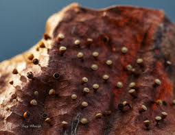 Attēlu rezultāti vaicājumam “Craterium aureonucleatum young”