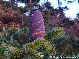 Attēlu rezultāti vaicājumam “Abies mariesii”