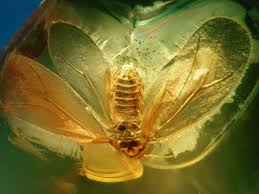 Attēlu rezultāti vaicājumam “Sternorrhyncha”