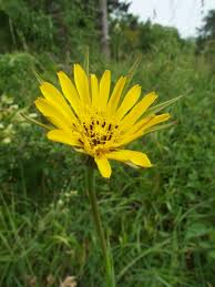 Attēlu rezultāti vaicājumam “Tragopogon pratensis subsp. pratensis fruit”