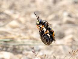 Attēlu rezultāti vaicājumam “Cerceris arenaria”
