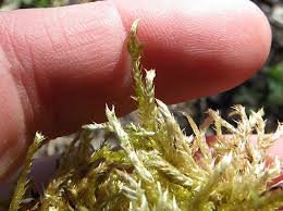 Attēlu rezultāti vaicājumam “Brachythecium campestre”