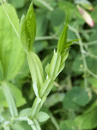 Attēlu rezultāti vaicājumam “Lathyrus latifolius leaf”