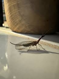 Attēlu rezultāti vaicājumam “Raphidioptera”