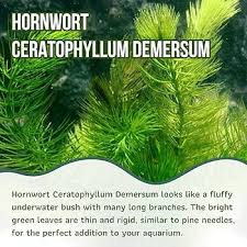 Attēlu rezultāti vaicājumam “Ceratophyllum demersum leaf”