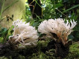 Attēlu rezultāti vaicājumam “Tremellodendropsis tuberosa”