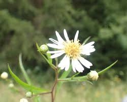 Attēlu rezultāti vaicājumam “Symphyotrichum x salignum flower”