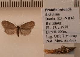 Attēlu rezultāti vaicājumam “Proutia betulina”