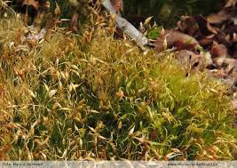 Attēlu rezultāti vaicājumam “Campylopus pyriformis”