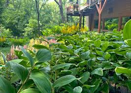 Attēlu rezultāti vaicājumam “Lycogala persicum young”