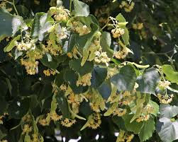 Attēlu rezultāti vaicājumam “Tilia x moltkei leaf”