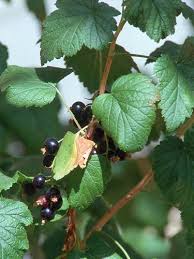 Attēlu rezultāti vaicājumam “Ribes nigrum fruit”