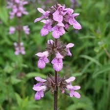 Attēlu rezultāti vaicājumam “Stachys palustris flower”