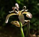 Roast-beef Plant. A bloom of Iris foetidissima catches some rays of sun - via Daymix