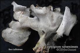 Attēlu rezultāti vaicājumam “Leptogium saturninum”