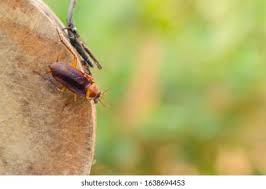 Attēlu rezultāti vaicājumam “Sacchiphantes abietis exuvia”