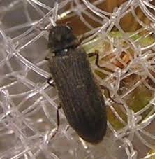 Attēlu rezultāti vaicājumam “Anobiidae”