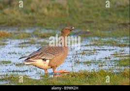 Attēlu rezultāti vaicājumam “Anser brachyrhynchus adult”