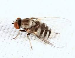 Attēlu rezultāti vaicājumam “Platypezidae”