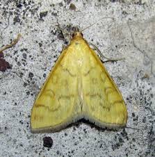 Attēlu rezultāti vaicājumam “Mecyna flavalis”