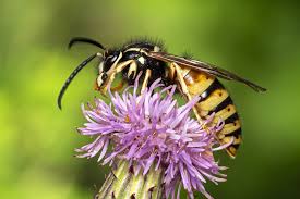 Attēlu rezultāti vaicājumam “Vespula rufa”