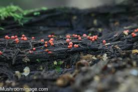 Attēlu rezultāti vaicājumam “Lycogala sphaeroconicum macro”