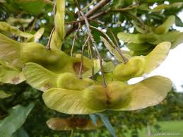 Attēlu rezultāti vaicājumam “Acer campestre fruit”