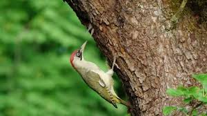 Attēlu rezultāti vaicājumam “Picus viridis nest”